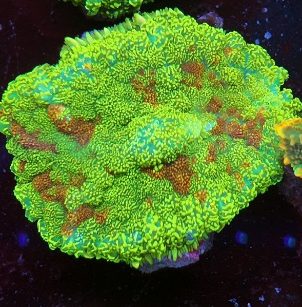rhodactis lemon glitter