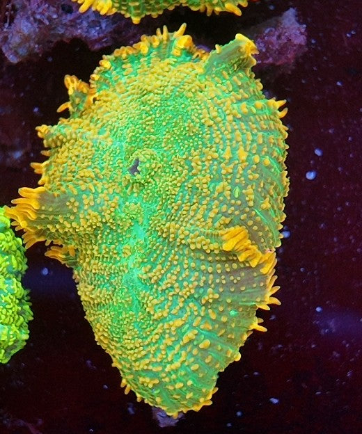rhodactis tequila sunrise