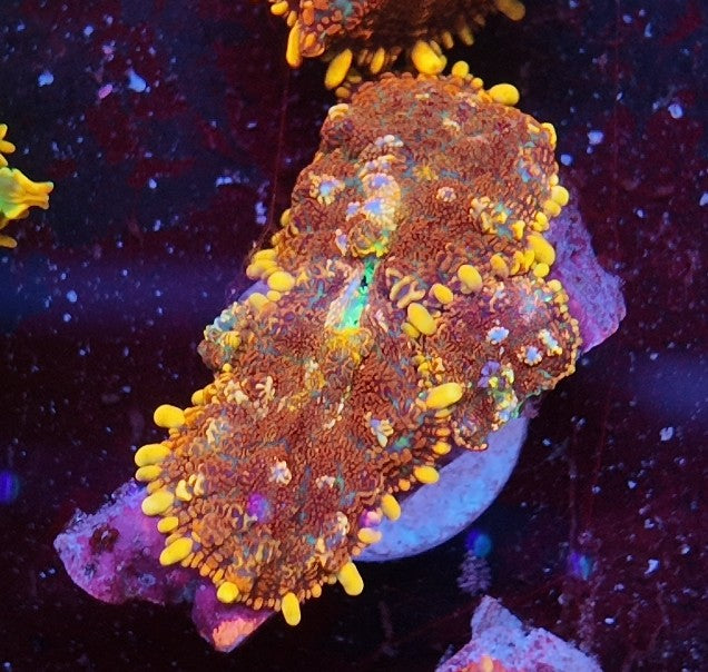 rhodactis heisenberg