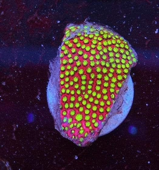 stylocoeniella wwc electric daisy