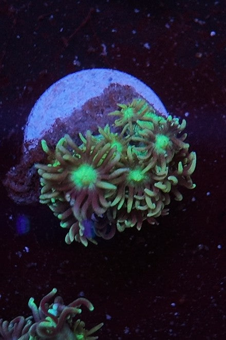 goniopora green