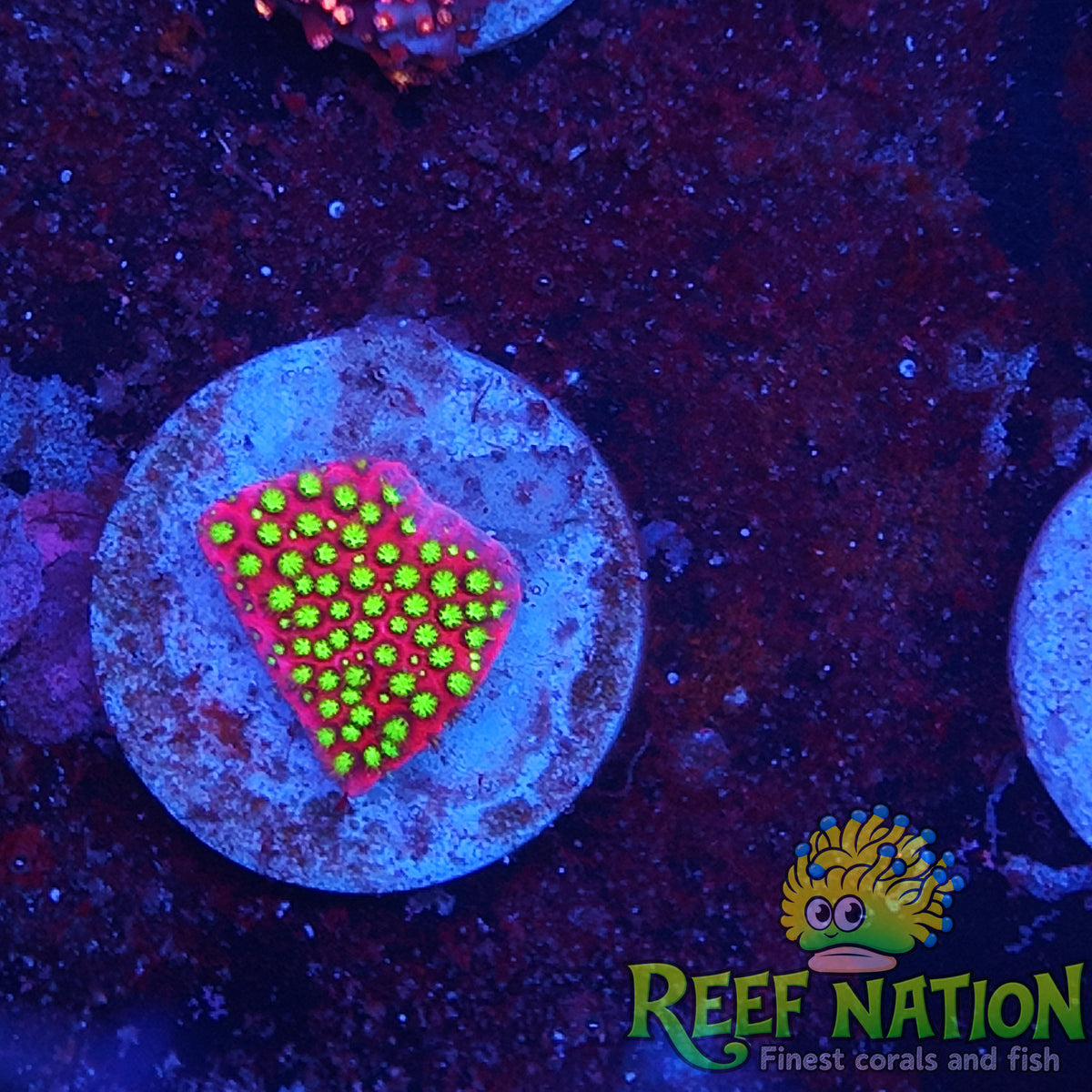 stylocoeniella electric daysi