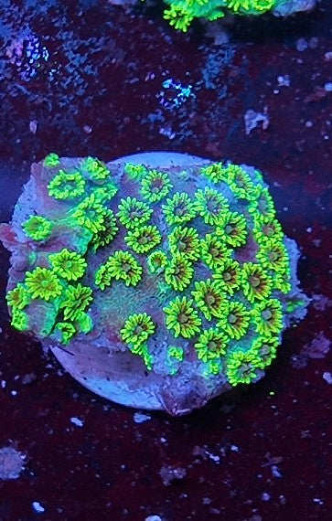 cyphastrea master pe