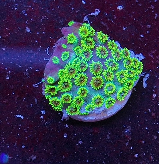 cyphastrea master pe