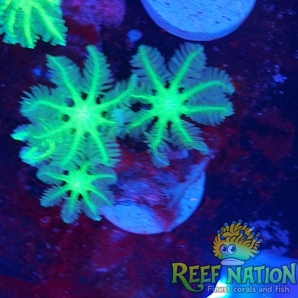clavularia neon