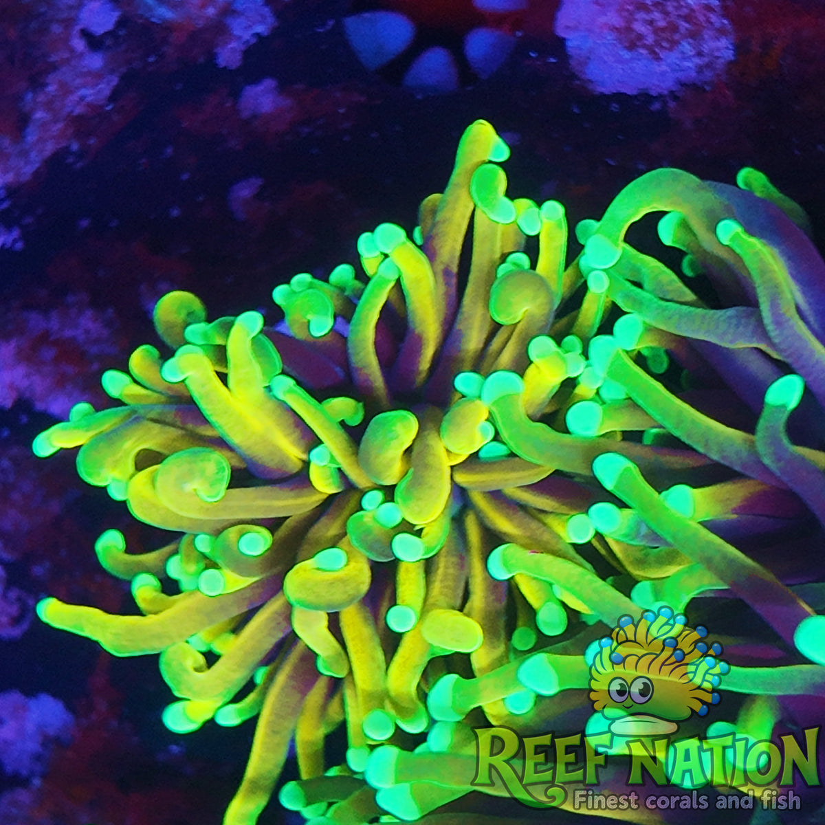 torch orange peel