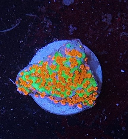 montipora aquaman
