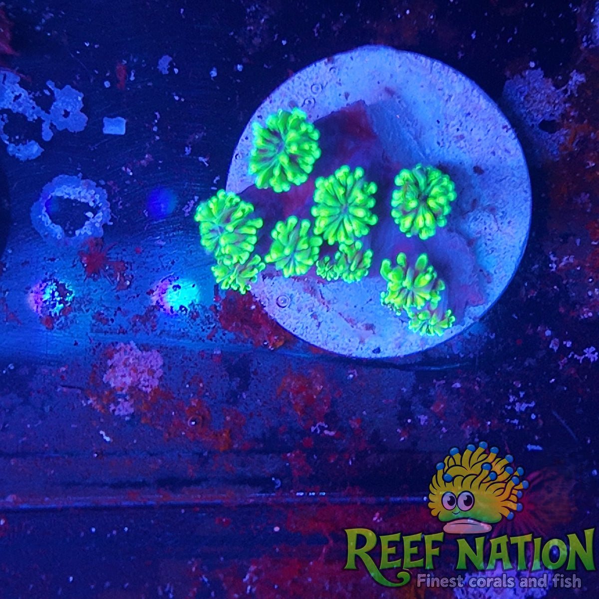 galaxea neon