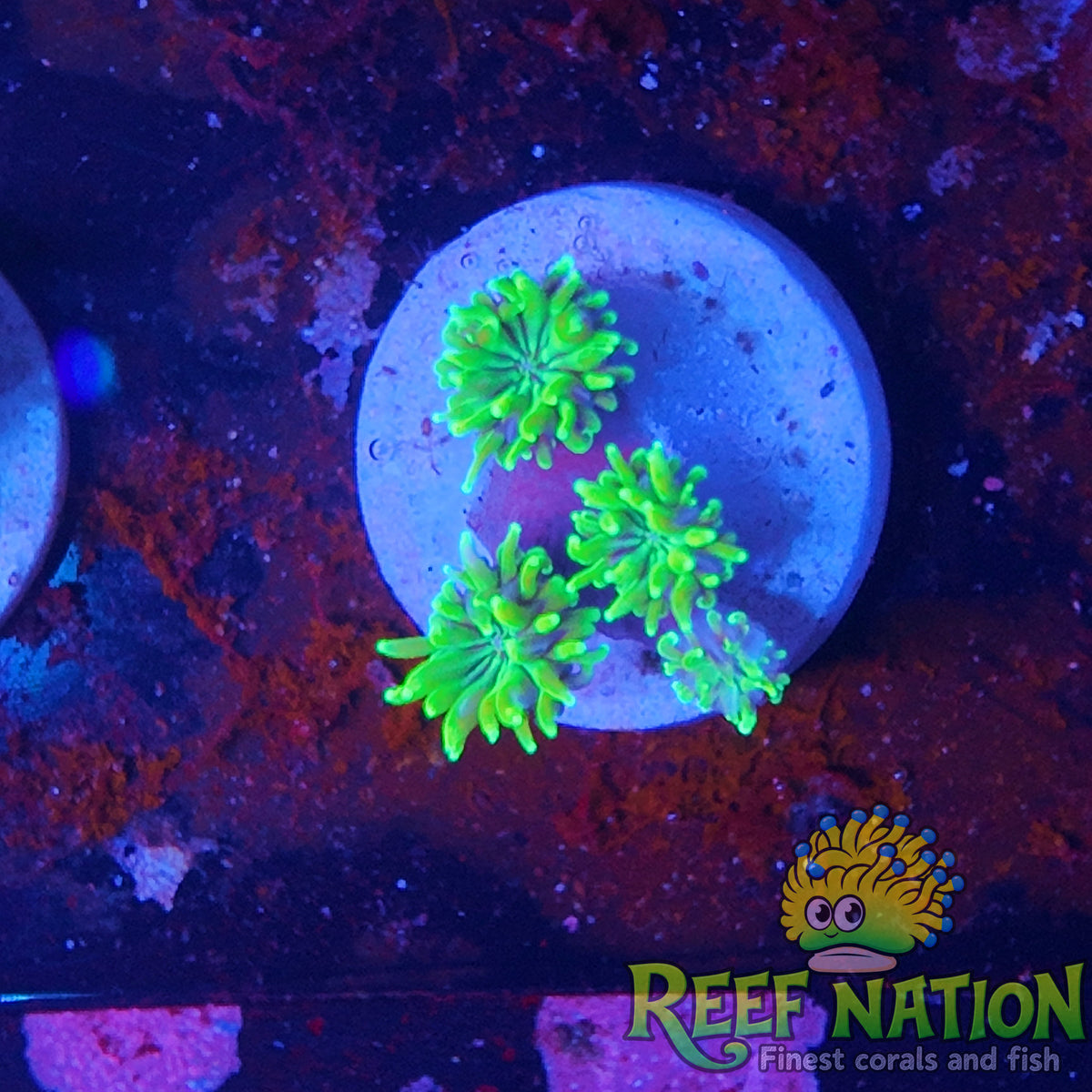 galaxea neon