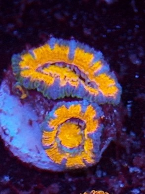 acan ultra