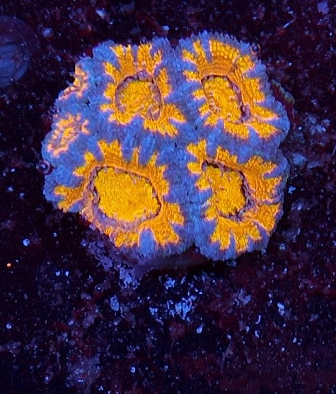 acan ultra
