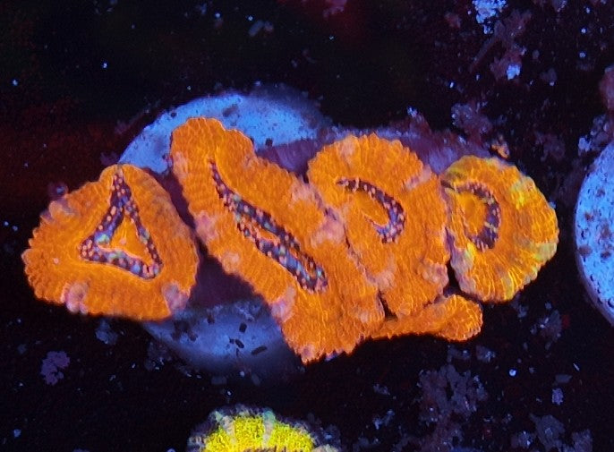 acan ultra