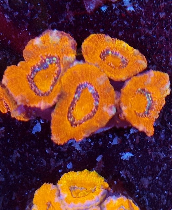 acan ultra