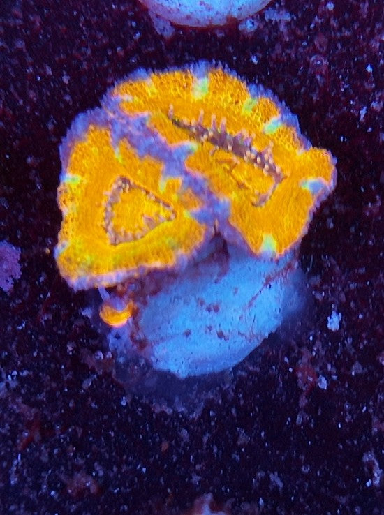 acan ultra