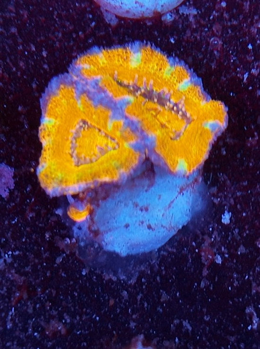 acan ultra