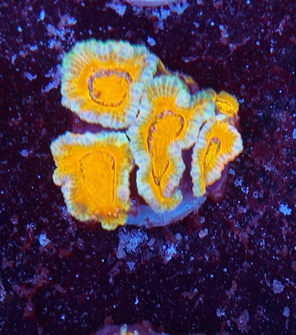 acan ultra