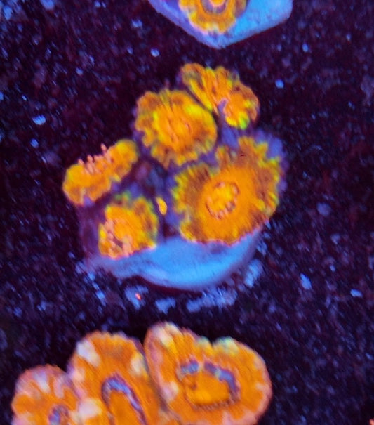 acan rainbow