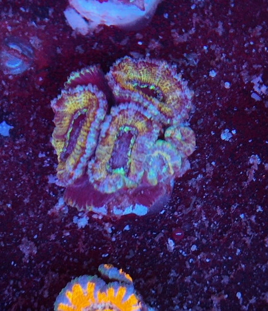 acan cooper