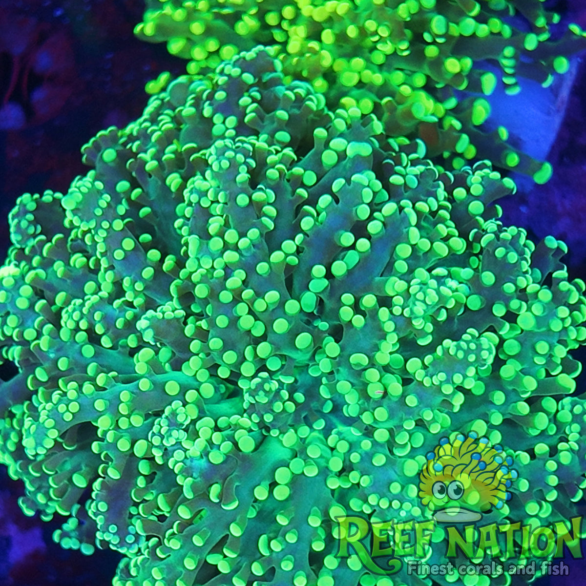 octospawn yellow