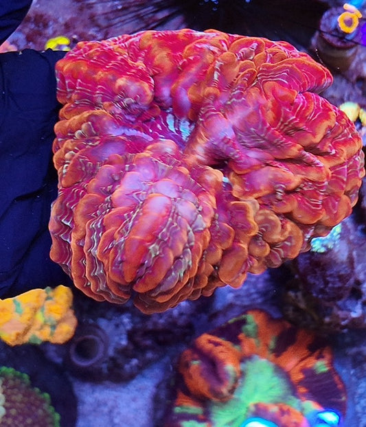 indophyllia rainbow
