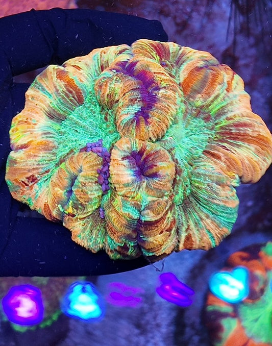 wellsophyllia  super rainbow