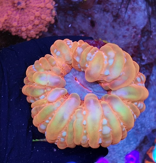cynarina rainbow