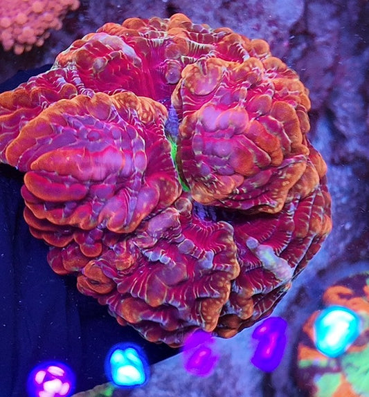 indophyllia rainbow
