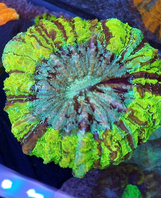 acantophyllia green rainbow