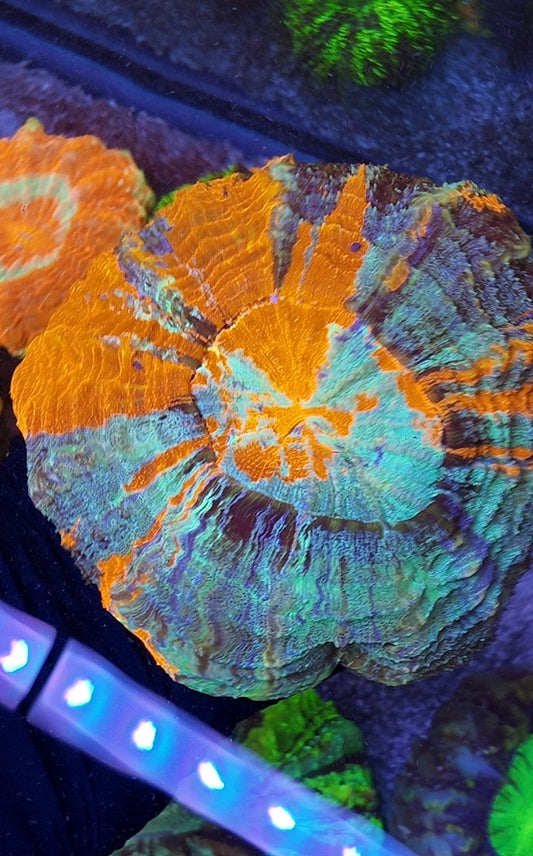 acantophyllia rainbow