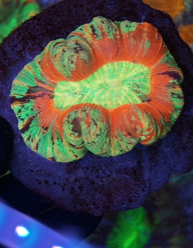 wellsophyllia rainbow