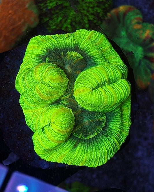 wellsophyllia toxic