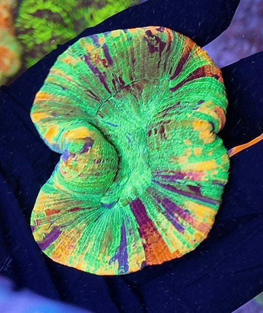 wellsophylia super raibow