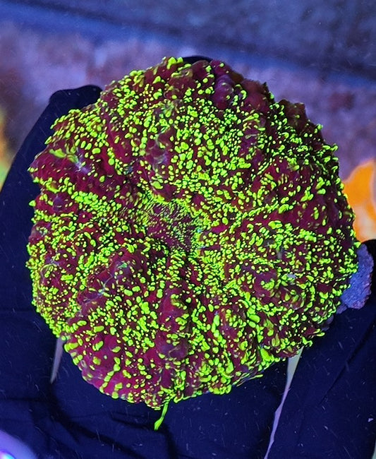 acantophyllia galaxi