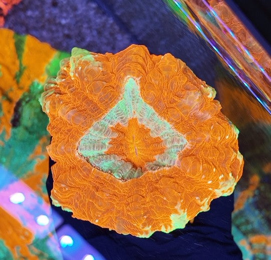 acantophyllia ultra
