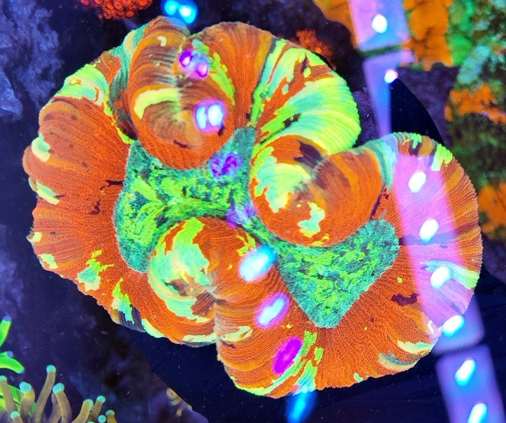 wellsophyllia super rainbow