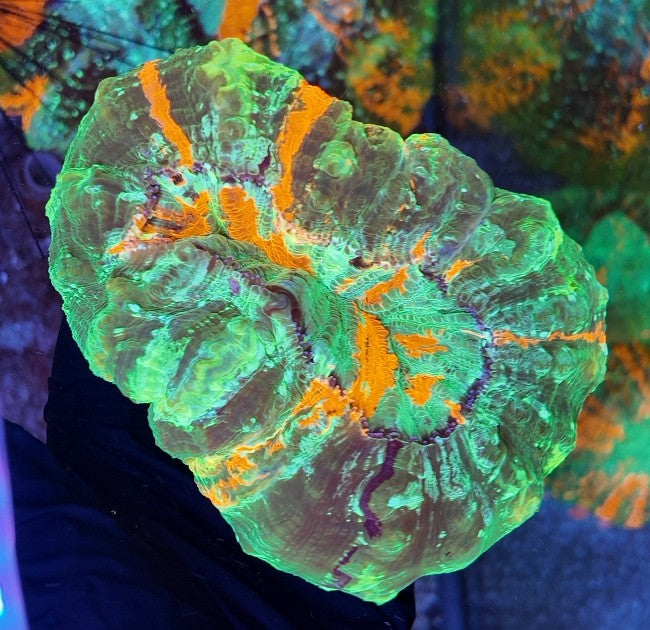 acantophyllia ultra