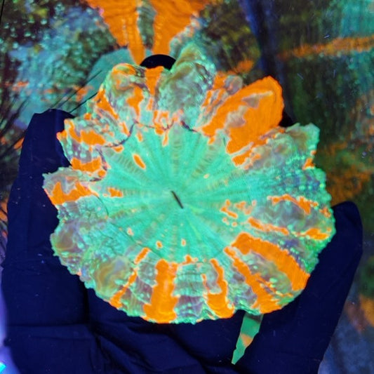acantophyllia ultra