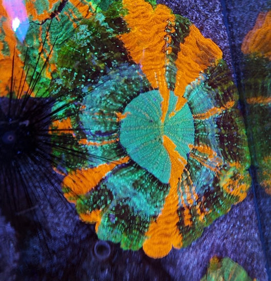 acantophyllia rainbow XXL