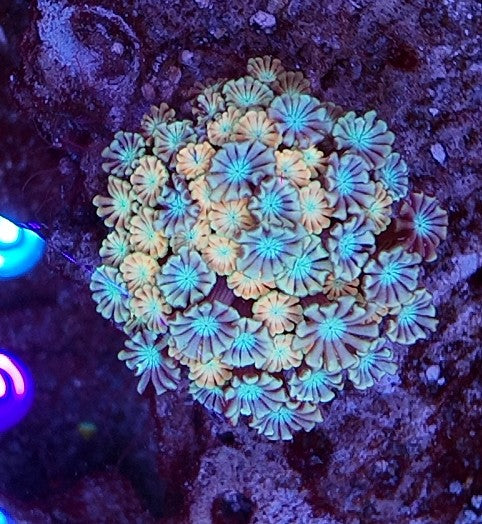 alveopora unicorn