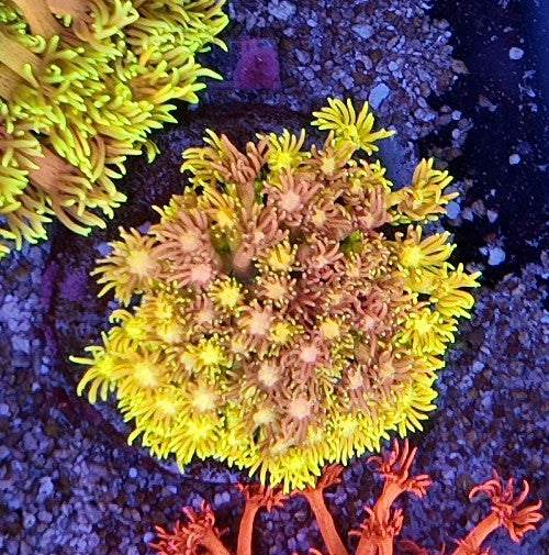 goniopora rainbow