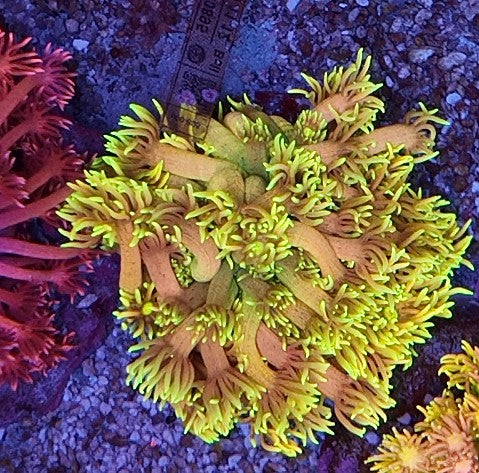 goniopora rainbow