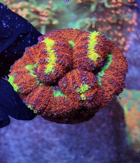 symphillia flameback