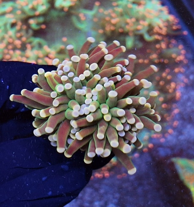 torch dipin dots
