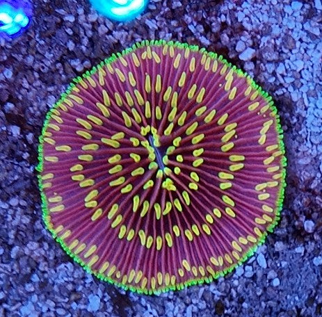 fungia berry