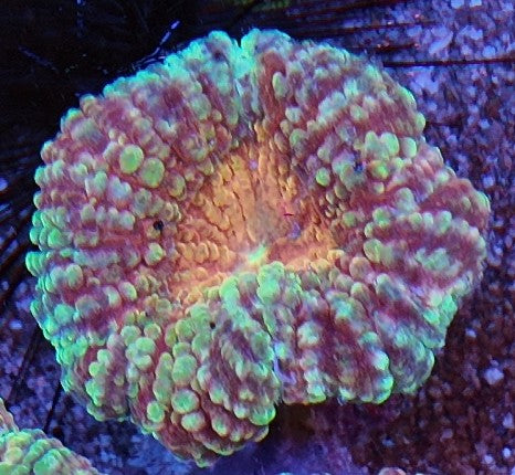 lobophyllia strawberry wine