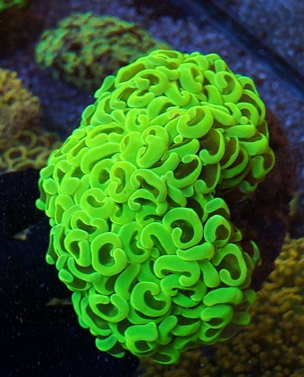 hammer wall neon