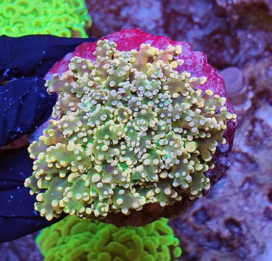 frogspawn orange tips