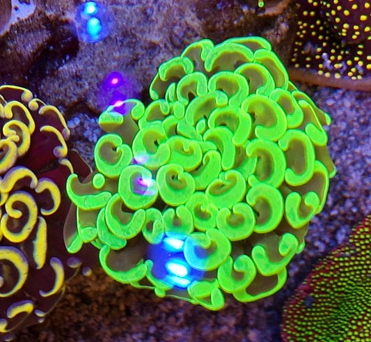 hammer wall neon