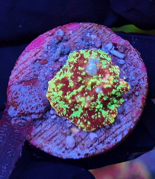 jawbreaker bounce