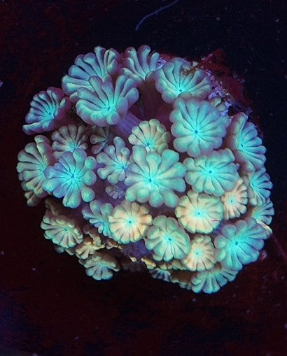 alveopora unicorn